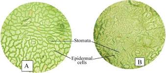 Image result for Struchium