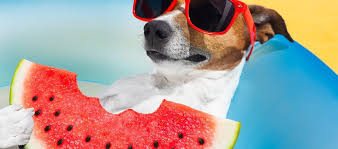 As long as the dog doesn't eat too much seeds, for they may get stuck somewhere along their digestive track, they can all dogs eat their own puppies if the puppies have the human scent on them , that's why its important not to touch the puppies for at least 2 days. Can Dogs Eat Watermelon And Cantaloupe Our Dog Breeds