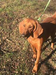 Vizsla puppies for sale, vizsla dogs for adoption and vizsla dog breeders. Dog For Adoption Davey California Experienced Adopter Only A Vizsla In Oakhurst Ca Petfinder