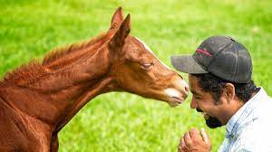 How Much For That One Quarter Horse News