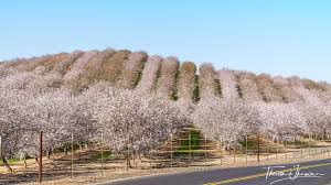 In the past 30 years, california's almond yield has quadrupled. Modesto Almond Blossom Cruise A California Road Trip Delight