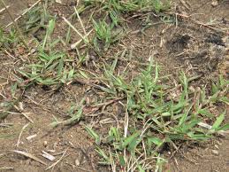 Image result for Digitaria longiflora