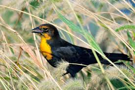 Midwest Birds With Yellow Feathers Yellow Headed Blackbird Black Bird Bird Grackle