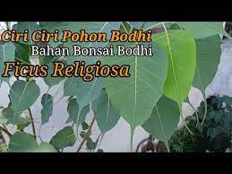 Mengenal Ciri Ciri Pohon Bodhi Ficus Religiosa Bahan Bonsai Bodhi Alam Liar Youtube Ficus Bonsai Pohon