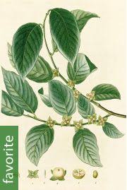 Image result for Diospyros abyssinica
