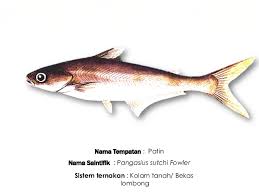 Di dalam artikel ini, kami kongsikan 7 langkah untuk memulakan penternakan ikan talapia. Ikan Air Tawar Hobi Mancing