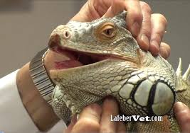 Certified professional vets are ready to answer your reptile vet questions. Reptile Amphibian Medicine Lafebervet