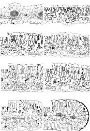 Image result for Cleome polyanthera