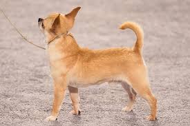 Maybe you would like to learn more about one of these? Chihuahua Dog Breed Information