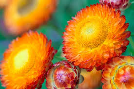 Image result for Helichrysum argyranthum