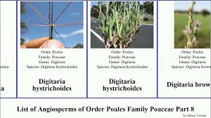 Image result for Eragrostis mildbraedii