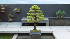 Concrete Bonsai Garden By Arko Plastolux Gartendesign Ideen Bonsai Moderner Garten