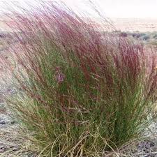 Image result for Aristida meridionalis