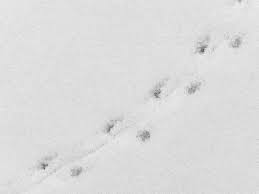 Du kannst gezielt nach tierspuren suchen, um sie dann dem entsprechenden tier zuzuordnen. Tierspuren Im Schnee So Erkennen Sie Welches Tier Bei Ihnen Im Garten War