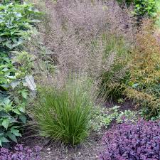 Image result for Sporobolus panicoides