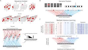 Dna helicase quizlet from i1.wp.com. Aggregation Tool For Genomic Concepts Atgc A Deep Learning Framework For Sparse Genomic Measures And Its Application To Tumor Mutational Burden Biorxiv