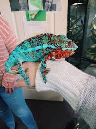 Vsco Caitymiller Cute Reptiles Chameleon Pet Reptiles Pet