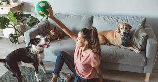 When you meet with a potential client for the first time, you more than likely are assuring them that their pets and home will be well taken care of and that you are a professional. Pet Care Insurance Reviews Facebook