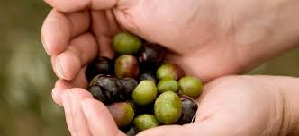 De L Huile D Olive Au Pays Basque Terroir Produits Euskadi 7 Provinces