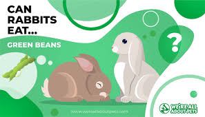 Beans already contain a lot of fiber, but uncooked they are almost. Can Rabbits Eat Green Beans We Re All About Pets