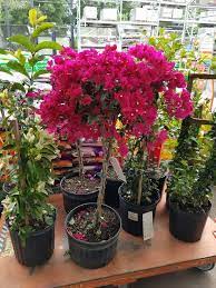 We did not find results for: Bougainvillea Tree At Home Depot Bougainvillea Tree Bougainvillea Beautiful Plants
