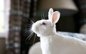 Mint, garlic, and egg mixture as rabbits do not like the taste of garlic and mint, both can be combined with eggs to make an effective rabbit repellent. Bunnies Are Probably The Most Amazing Animals Ever Here S Why You Shouldn T Eat Or Exploit Them Vegnews