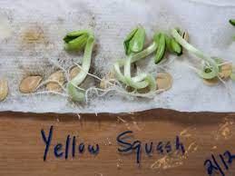 Maybe you would like to learn more about one of these? How To Germinate Flower Seeds In Paper Towels Hgtv