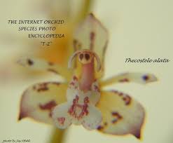 Image result for Tridactyle anthomaniaca