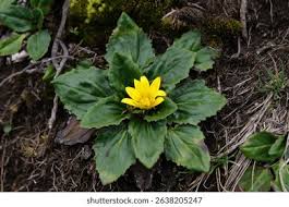 Image result for Haplocarpha