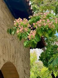 Image result for Albizia