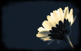 We offer an extraordinary number of hd images that will instantly freshen up your smartphone or computer. Best 47 Black Flower Desktop Background On Hipwallpaper Beautiful Widescreen Desktop Wallpaper Desktop Wallpaper And Naruto Desktop Backgrounds