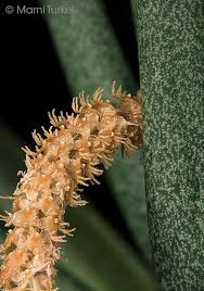 Image result for Oberonia