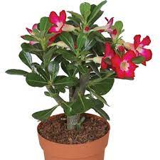 Buy Adenium Pink Flower Plant Desert Rose Online At Plantsguru Com