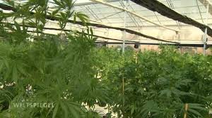 Bhang, cannabis, doobie, dope, ganja, grass, hash, hashish, marihuana, mary jane, pot, weed русские: Israel Marihuana Im Altenheim Weltspiegel Ard Das Erste