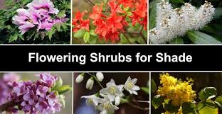 If you learn to identify the poison sumac from its bark, then you could avoid getting brushed up against it accidentally, especially in winter. Flowering Shrubs For Shade Evergreen And Deciduous With Pictures Identification