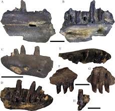 Poor But Classic The Squamate Fauna From The Late Miocene Of Pikermi Near Athens Greece Sciencedirect