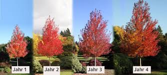 Garten Baum Garten Garden Roter Ahorn Acer Rubrum Schnellwachsende Baume Fur Sichtschutz Und Sonnenschutz I Best Shade Trees Trees To Plant Garden Trees