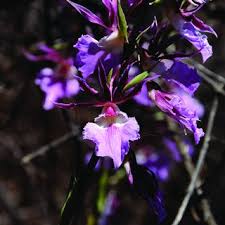 Image result for Eulophia guineensis