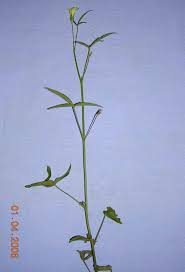 Image result for Hibiscus sidiformis