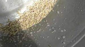 This video is about how to get maggots out of your outside trash can. Killing Maggots In A Garbage Can Youtube