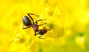 Carpenter ant infestation should control in an early stage. How To Get Rid Of Carpenter Ants Naturally Ultimate Guide Bugwiz