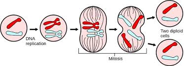 Chromosomes decondense, the mitotic spindle…. What Is Mitosis Stages Of Mitosis Steps Of Mitosis Biology Explorer