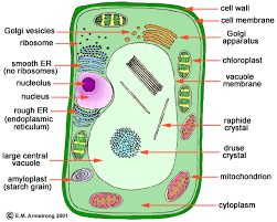 Plant cells have the following organelles:vacuolescell wallcell membranechloroplastsgolgi animal cell parts include the nucleus and cell membrane. Lab Manual Exercise 1a
