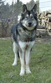 Pictures Of Native American Indian Dog Dog Breed Native American Indian Dog American Indian Dog Native American Dog