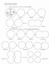 Cellular Transport Coloring Worksheet Answers Awesome Cell Cycle Drawing Worksheet At Paintingvalley Biology Worksheet Mitosis Meiosis