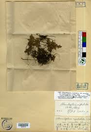 Image result for Sinopteridaceae