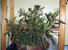 Dieser oleander ist nur leicht geschädigt. Oleander Erfroren Pflanzenkrankheiten Schadlinge Green24 Pflanzen Garten Forum