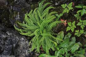 Image result for sleziník Asplenium