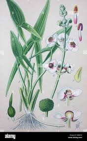 Image result for Alismataceae