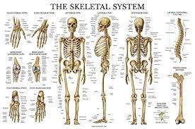 Bones are not inanimate rock like structures in the human body; Skeletal System Anatomical Chart Laminated Human Skeleton Poster 18 X 27 Horizontal Amazon Com Industrial Scientific